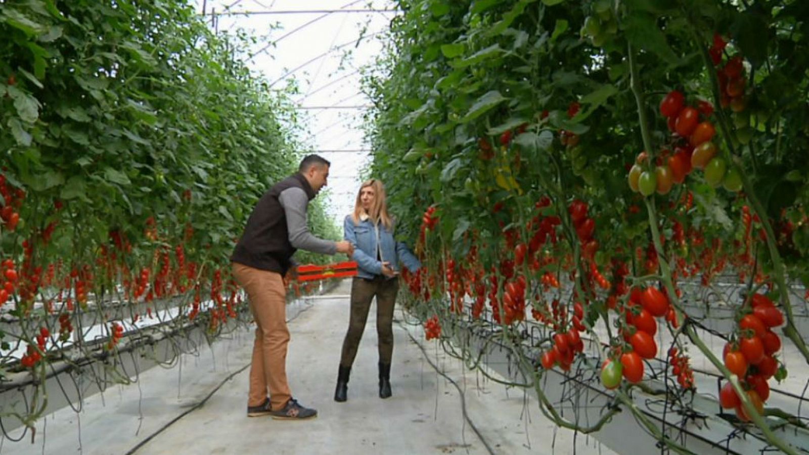Tomate cherry, el bombón de la huerta