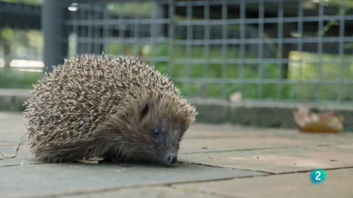 Els eriçons del Zoo de Barcelona