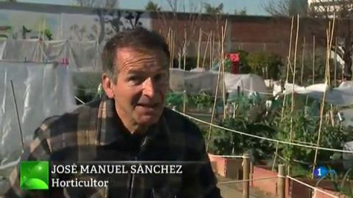 Aquí la Tierra - Cosechamos coles de Bruselas