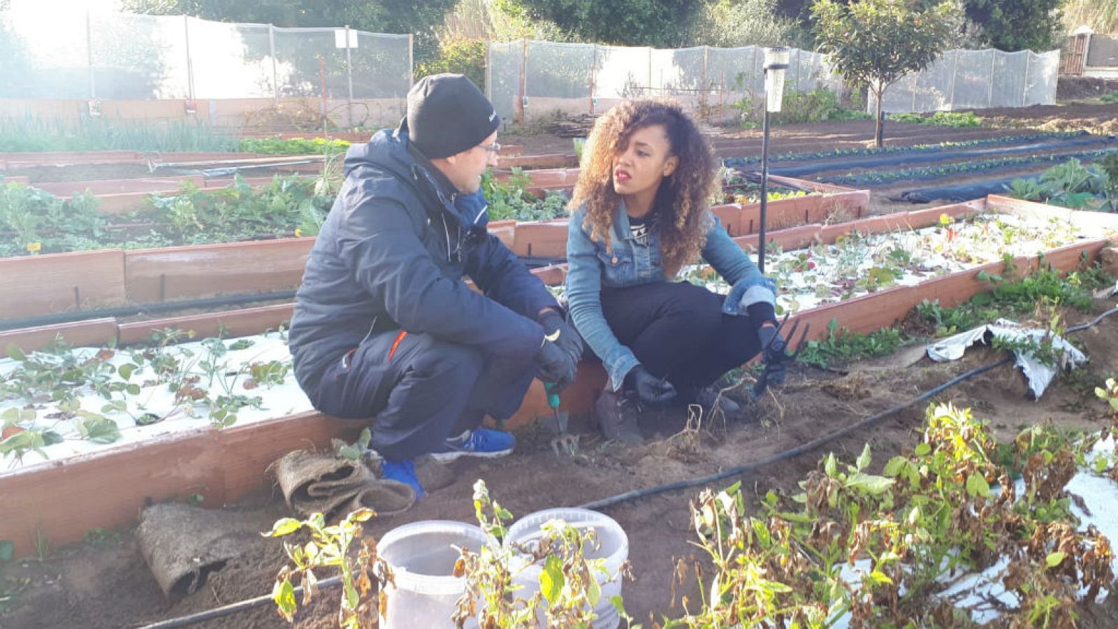 El crosne, un tubérculo fuera de lo común