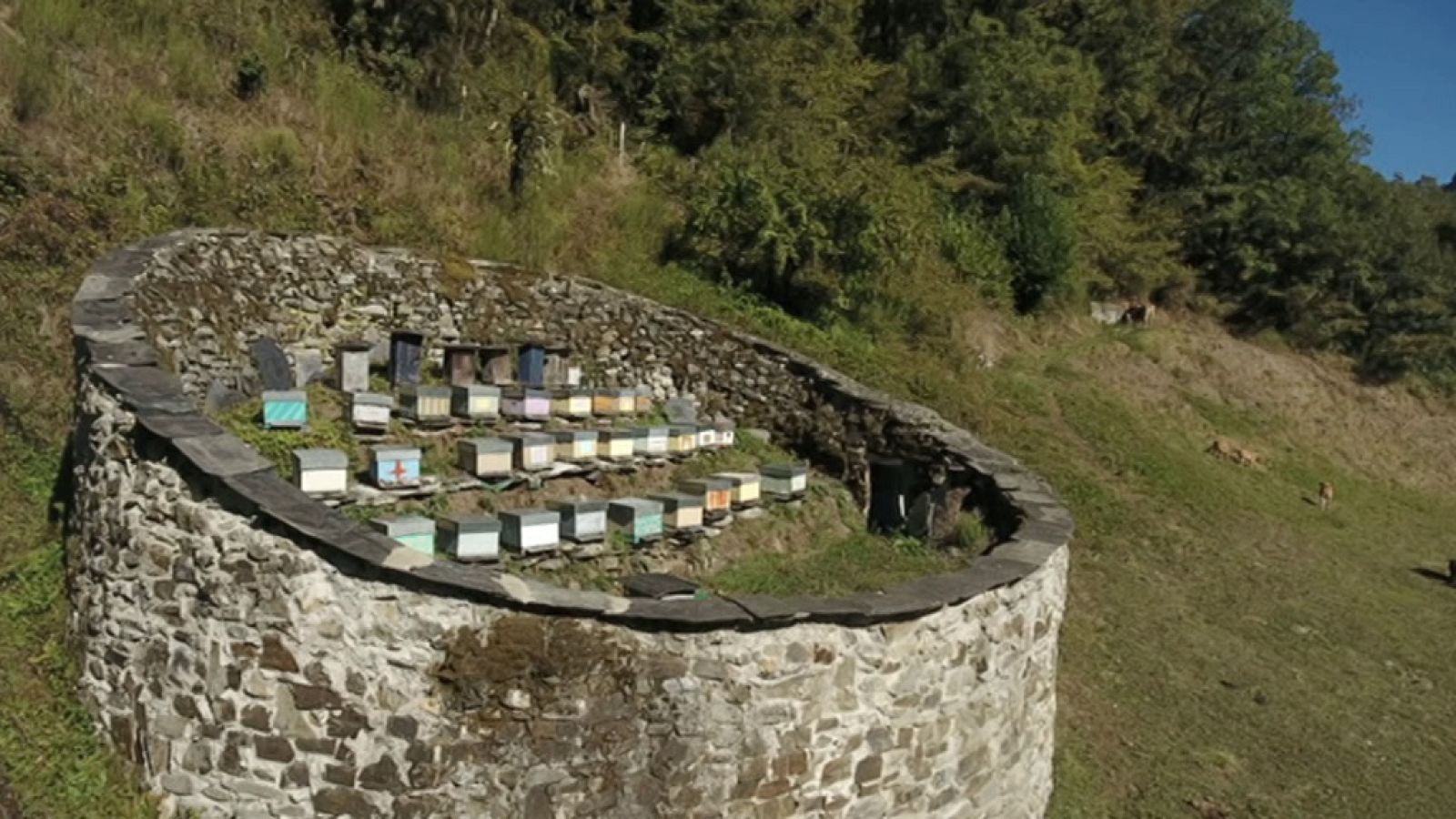 El señor de los bosques - El Moal - ver ahora