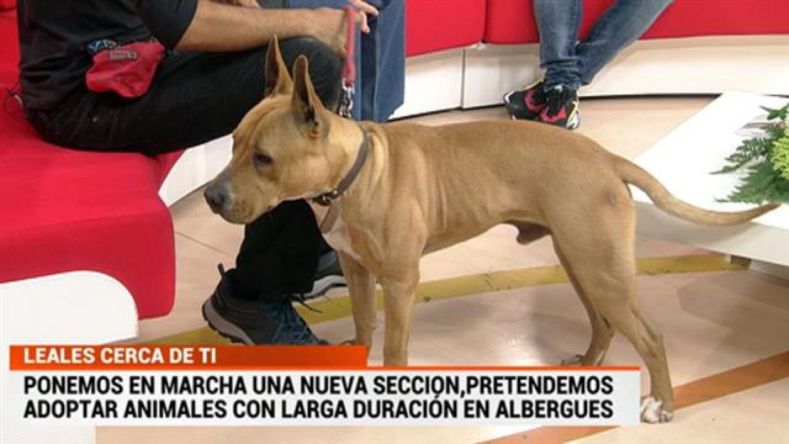 Cerca de ti - 28/01/2019