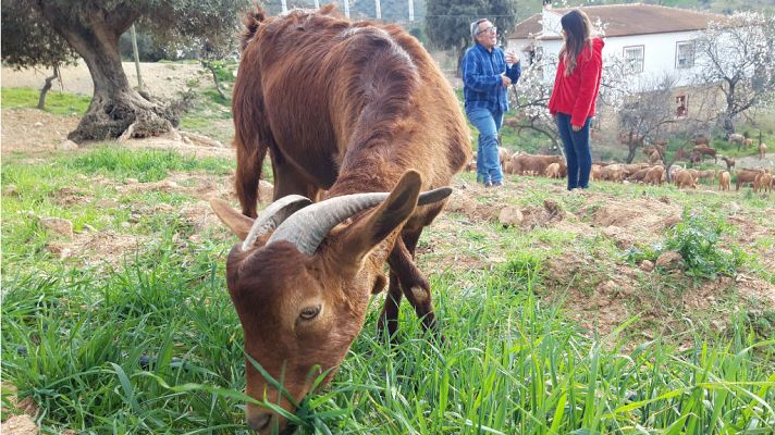 Aquí la Tierra - La cabra malagueña