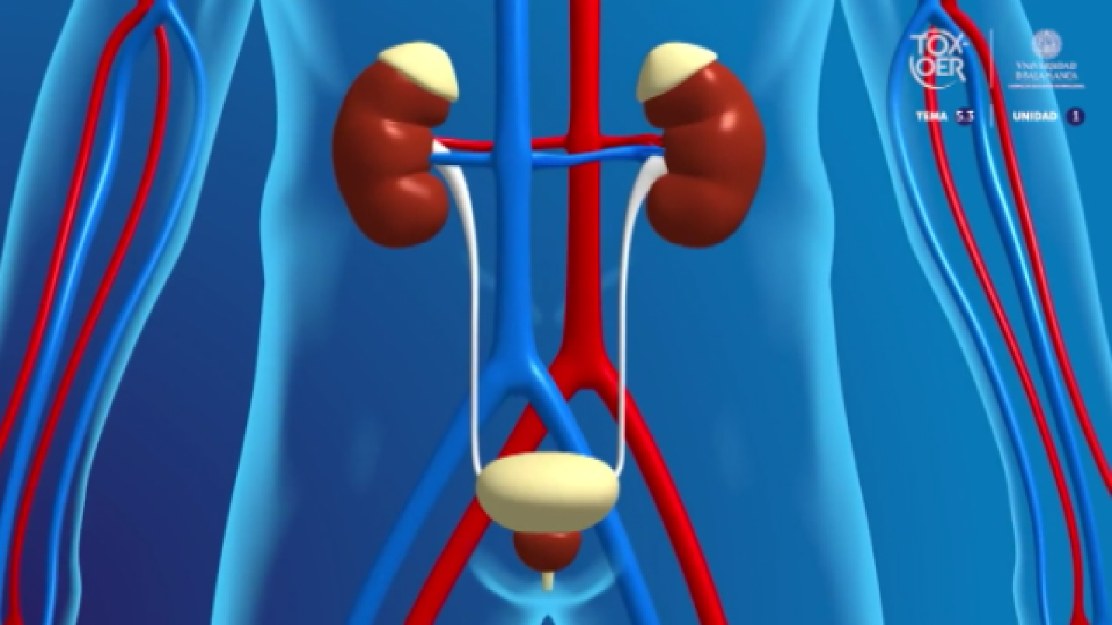 Doble Hélice - Enfermedades renales