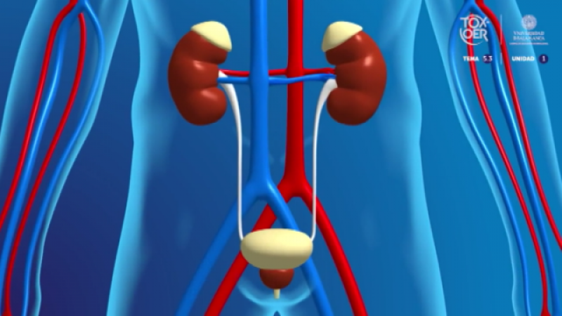 Doble Hlice - Enfermedades renales