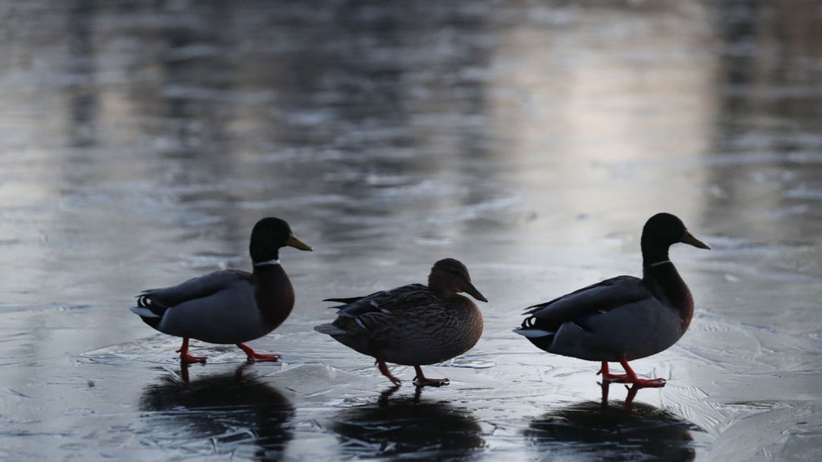 El Tiempo en la Comunidad de Madrid - 04/02/19 - ver ahora