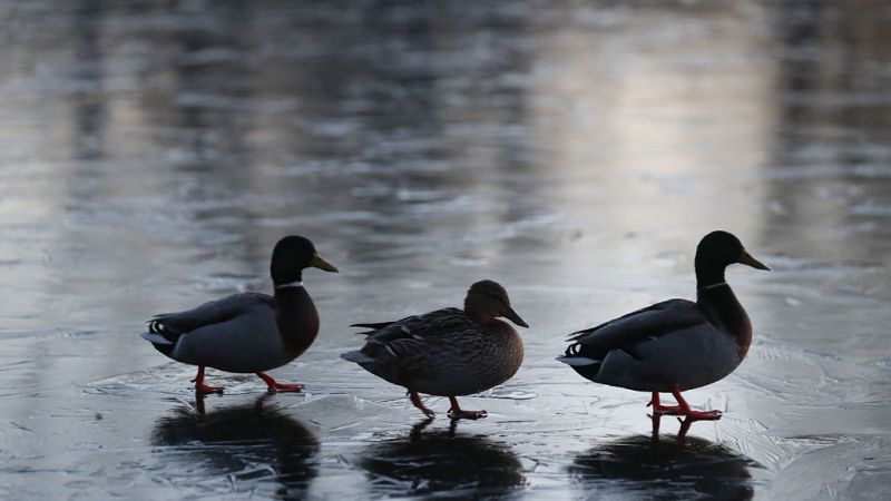 El Tiempo en la Comunidad de Madrid - 04/02/19 - ver ahora