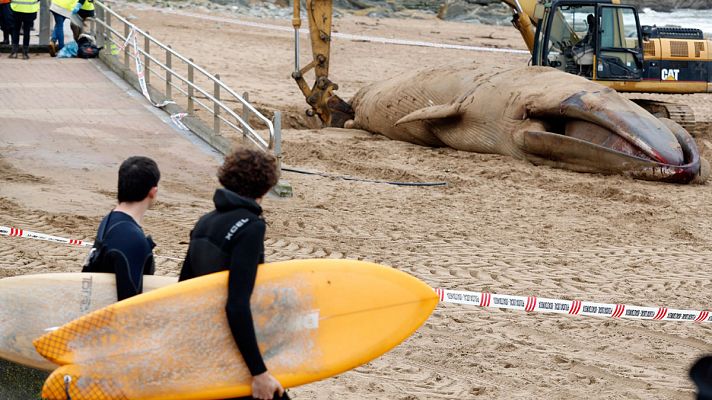 Al menos siete ballenas aparecen varadas en las costas españolas