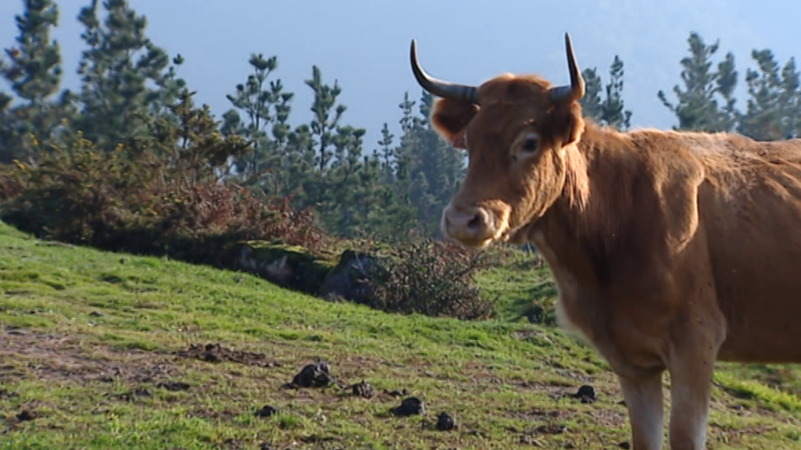 Agrosfera: Agrosfera - 09/02/19 | RTVE Play