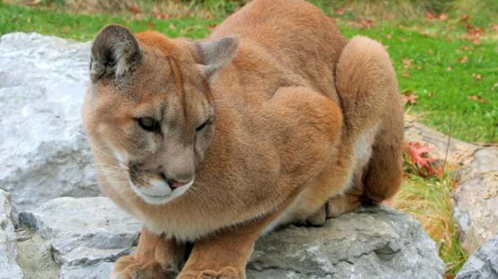 That's English - Módulo 12 - Unit 4B