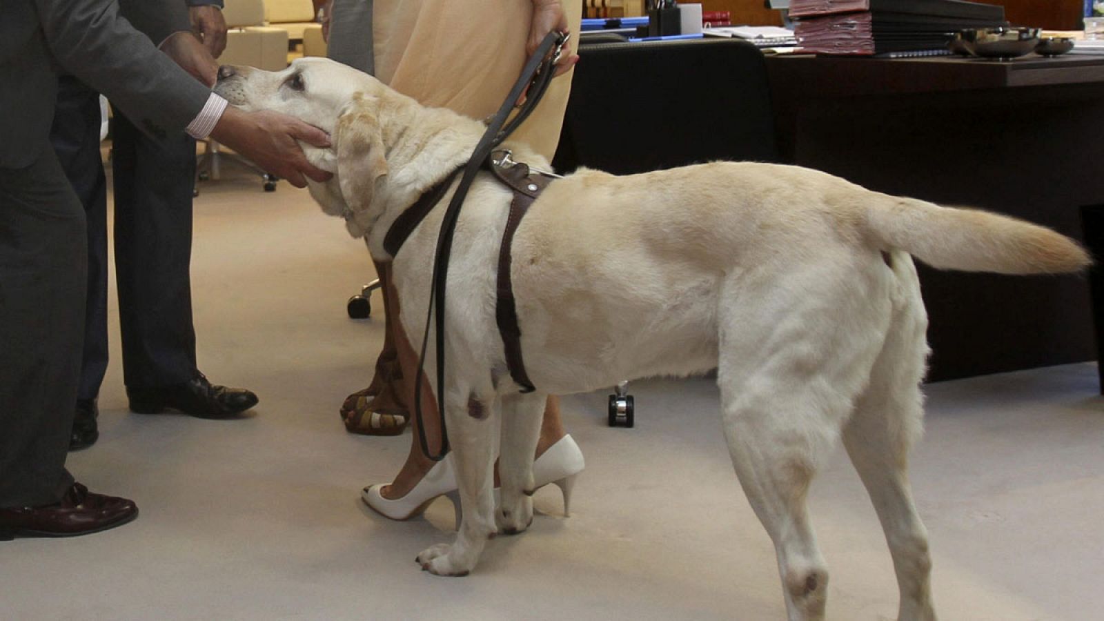 Luna, la primera perra de asistencia para enfermos de Alzheimer - Ver ahora