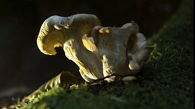 Austigarmín. Bizkaia 