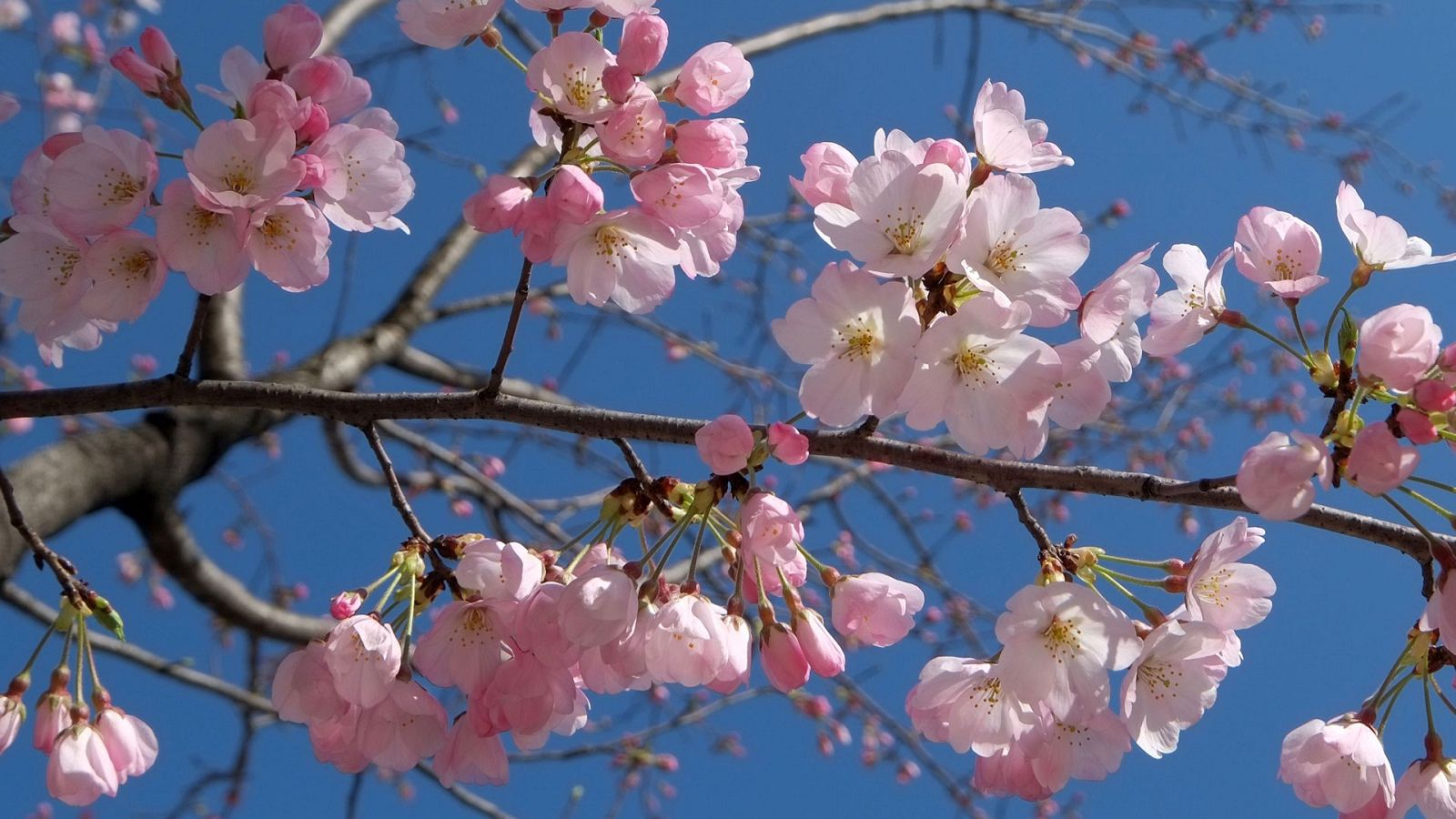 El Tiempo en la Comunidad de Madrid - 11/02/19 - ver ahora