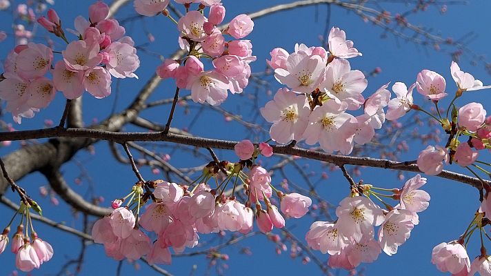 Informativo de Madrid - El Tiempo en la Comunidad de Madrid - 11/02/19