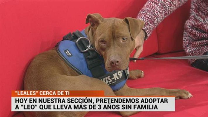 Cerca de ti - Cerca de ti - 11/02/2019