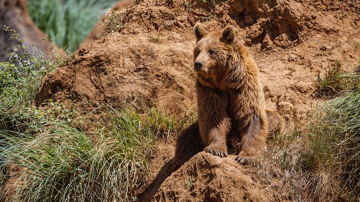 Grandes documentales - España salvaje: El Norte atlántico