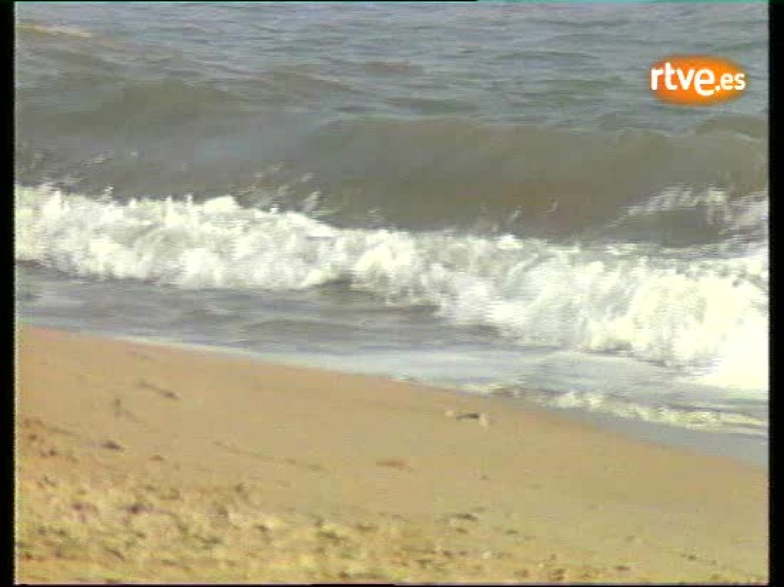 Cannes 1984: 'Los Santos Inocentes' - Cine en el Archivo de RTVE | Ver