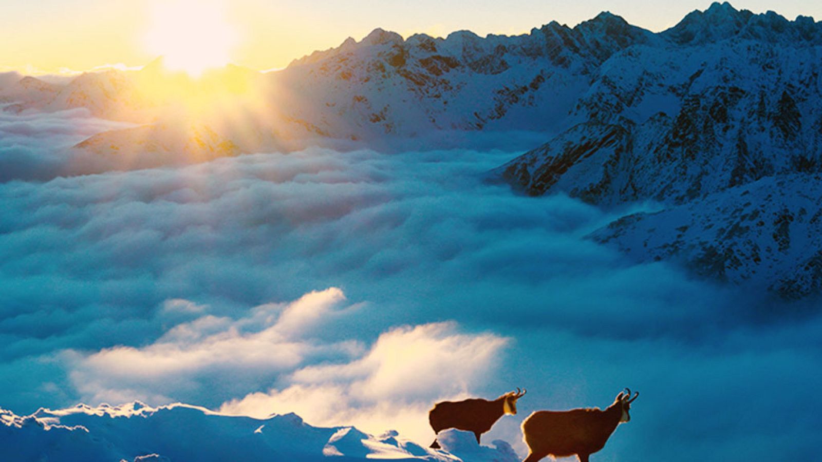 Grandes documentales - España salvaje: El Sur mediterráneo - ver ahora