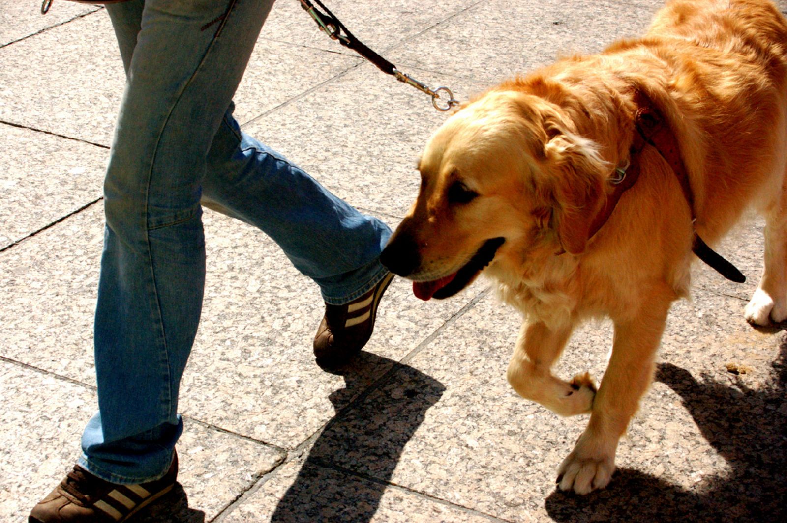 Perros guía en TVE