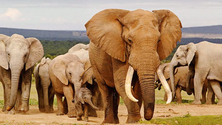 Elefantes fugitivos