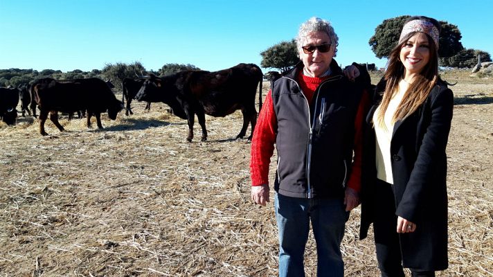 Aquí la Tierra - La vaca sayaguesa es toda una superviviente