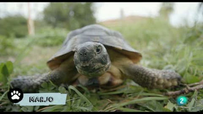 Marjo, la tortuga del jardí