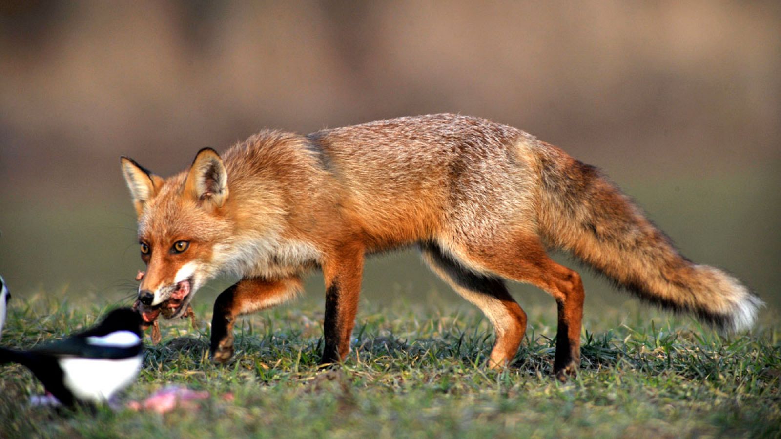 Telediario 1: Vacío legal en el maltrato de animales no domésticos | RTVE Play