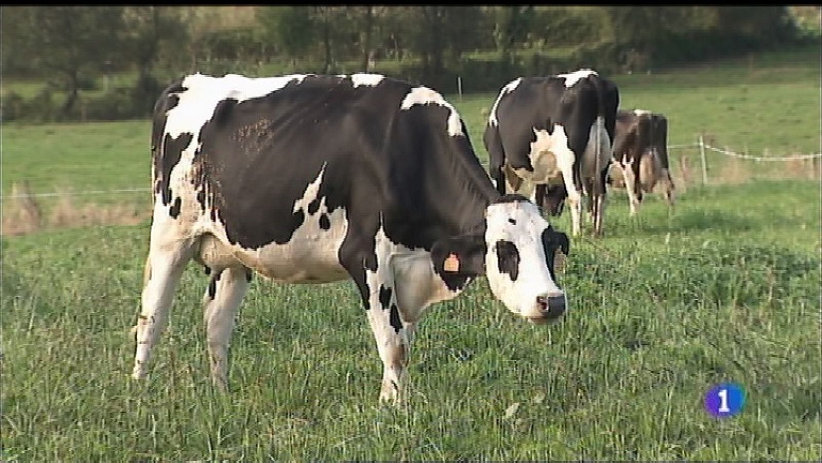 Panorama Regional 2 - 14/02/19 | Ver