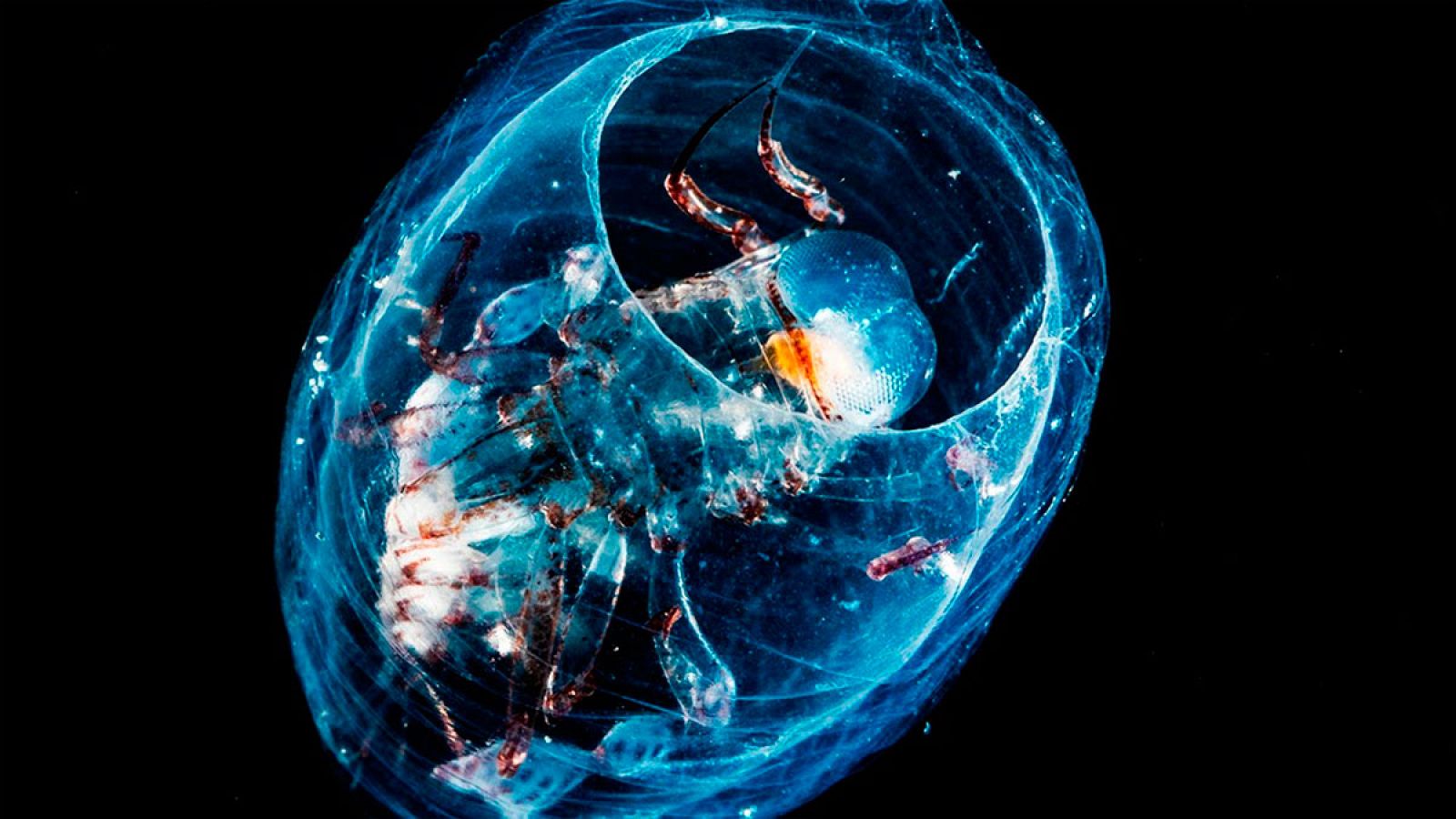 En una playa de Vigo han encontrado ejemplares del género Phronima, la criatura marina que inspiró a Ridley Scott para crear a su Alien. Se trata de un crustáceo que se alimenta del cuerpo de otro ser vivo y suele encontrarse en aguas profundas. Su h