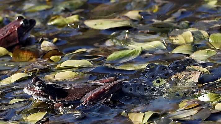 El tiempo - Cielo despejado salvo en Galicia donde lloverá de forma persistente
