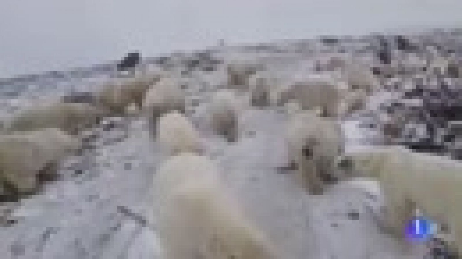 Osos polares invaden un pueblo ruso presionados por el deshielo