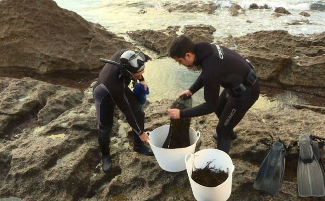 Una huerta bajo el mar - Avance