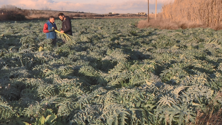 Aquí la Tierra - El cardo premium de Cadrete