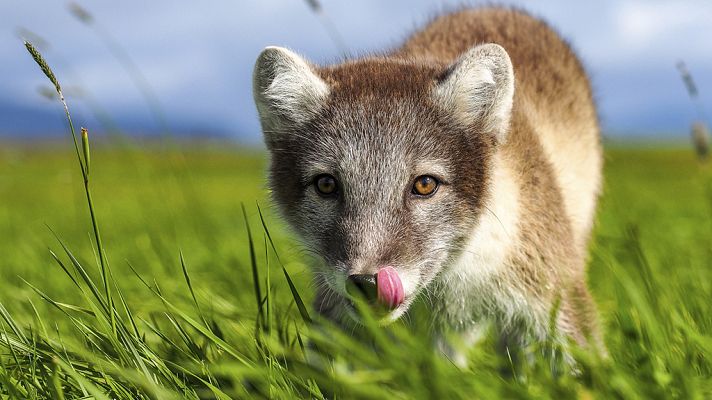 Grandes documentales - El Ártico más salvaje: Islandia, tierra de fuego e hielo
