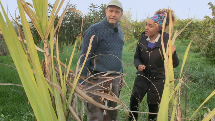 Aquí la Tierra - Cañas de azúcar viajeras