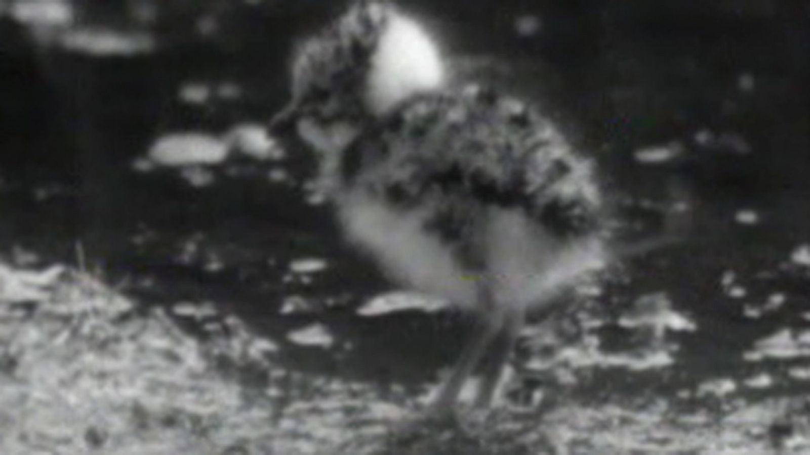 El planeta azul - Llegan las avefrías - El planeta azul | Ver