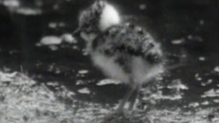 El planeta azul - Llegan las avefrías