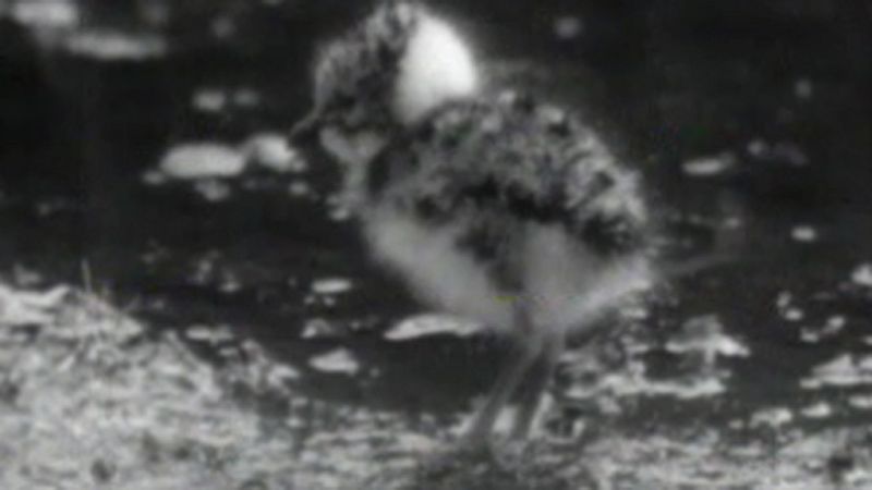 El planeta azul - Llegan las avefr�as