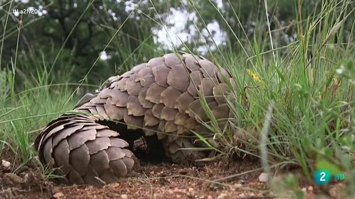 La 2 Noticias - Tráfico de pangolines