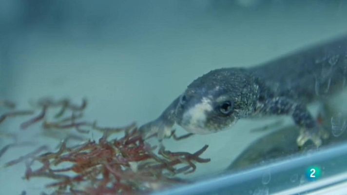 La meva mascota i jo - La meva mascota i jo - Centre de Recuperació de Fauna Salvatge