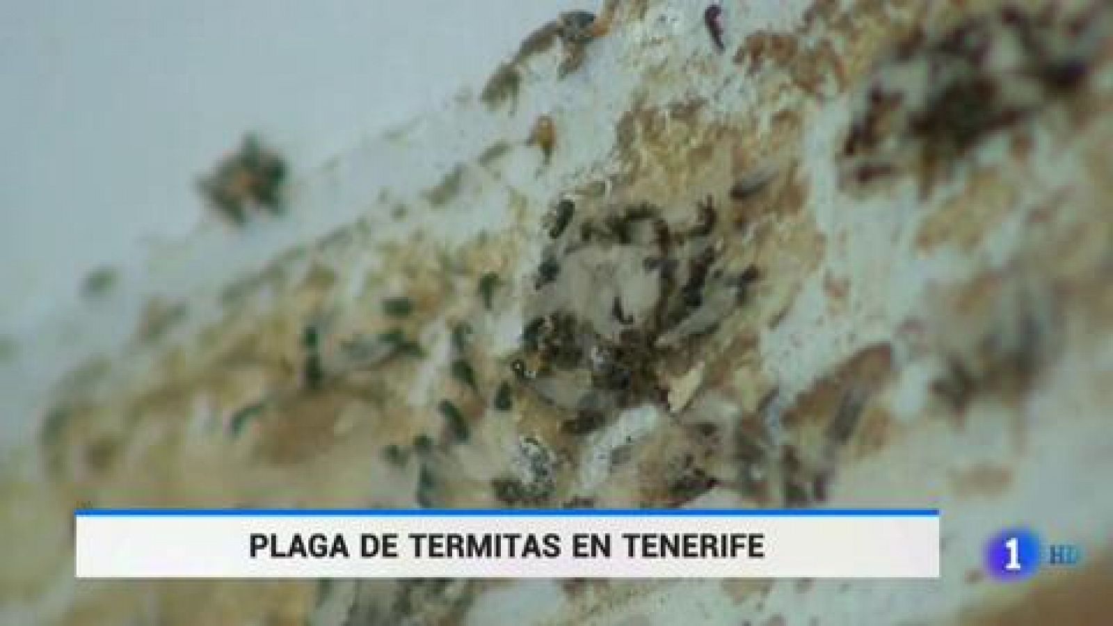 Telediario 1: Plaga de termitas en Tenerife | RTVE Play
