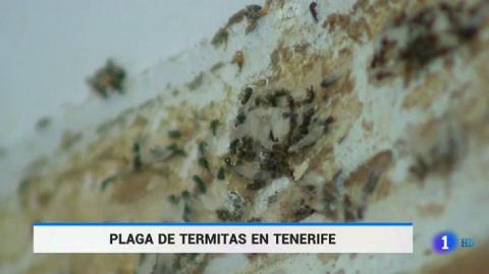 Plaga de termitas en Tenerife