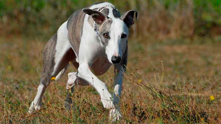 Encuentran una fosa con una decena de galgos muertos