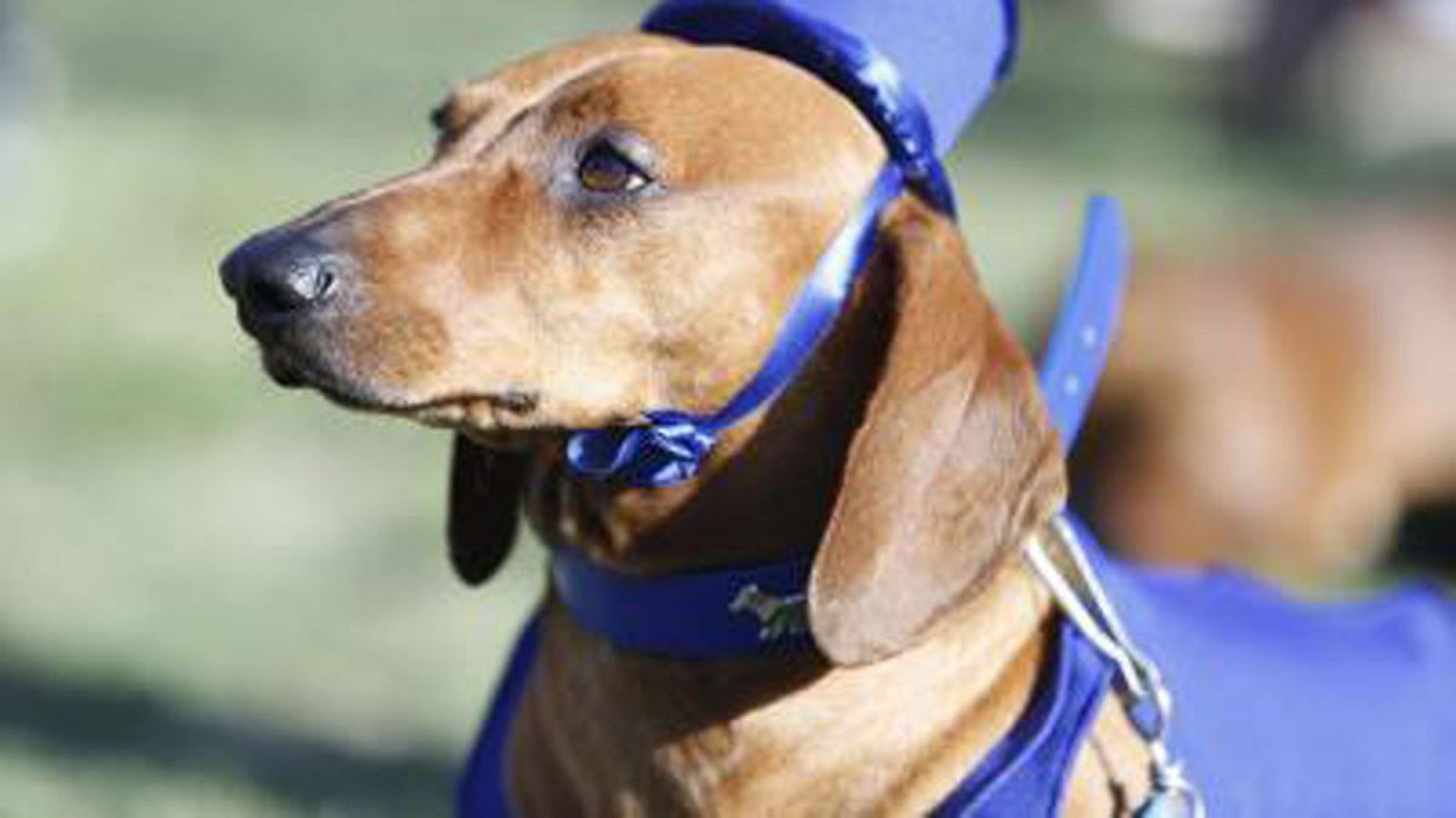 'Perrutis', el proyecto que pretende concienciar a los jóvenes sobre el consumo de alcohol y drogas - Ver ahora