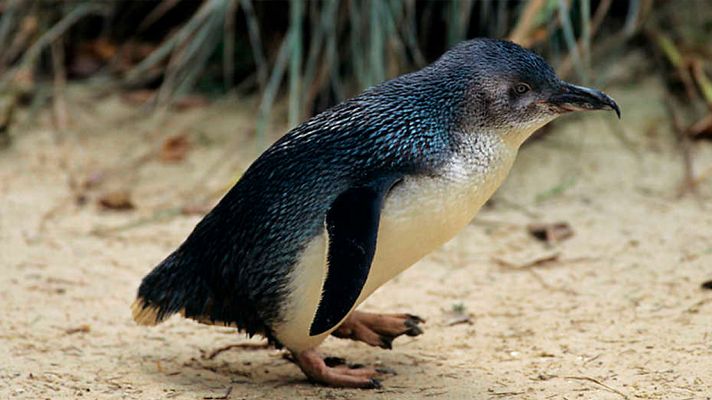 La isla de los pingüinos. Australia Occidental