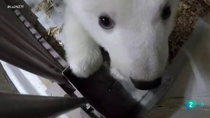 La 2 Noticias - El Cambio Climático es la mayor amenaza de los osos