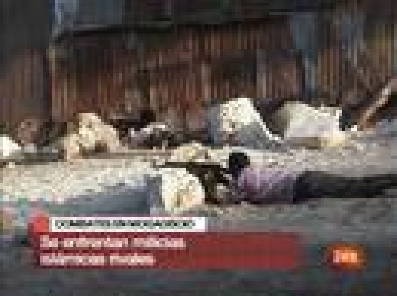 Quince personas han muerto y otras 30 han resultado heridas al caer una granada de mortero sobre una mezquita que se encontraba llena de fieles en Mogadiscio, la capital de Somalia. Se calcula que unas 70 personas han muerto a lo largo de tres días de combates entre las milicias islámicas fieles al Gobierno de Sharif Sheikh Ahmed y otras aliadas del grupo radical Al Shabab (10/05/09).