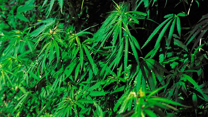 Telediario 1 - Las plantaciones de marihuana funden la red eléctrica de Granada