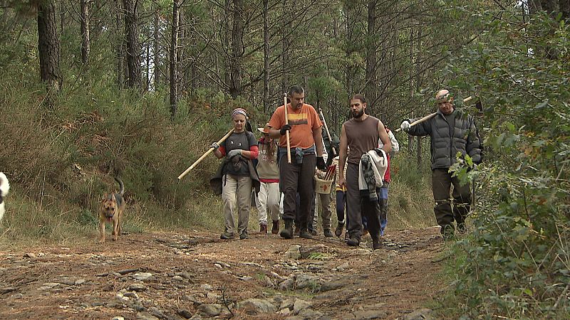 El escarabajo verde - Tres montes vecinales - ver ahora