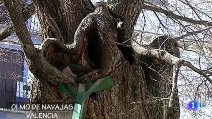Telediario 1 - El olmo de Navajas es más que un árbol